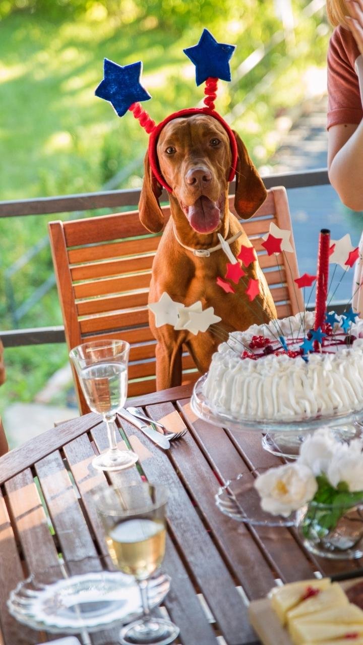 the-family-had-a-birthday-party-for-the-eldest-dog-and-he-could-not-be