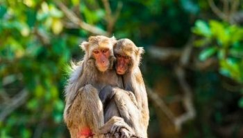 A new research reveals that monkeys can sense their own heartbeats!