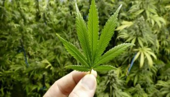 Across the nation, weed has been legalized