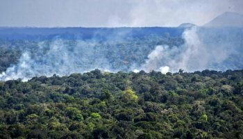 More than 27 million acres of tree cover were lost in tropical forests in 2021, a study finds