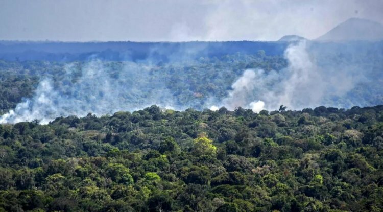 More than 27 million acres of tree cover were lost in tropical forests in 2021, a study finds
