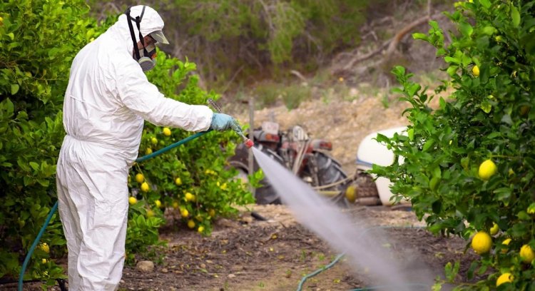 It's dangerous! Pesticide residues in fruits and vegetables are ...