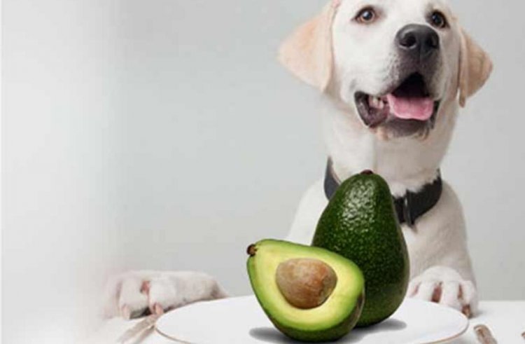 what happens if dog eats avocado