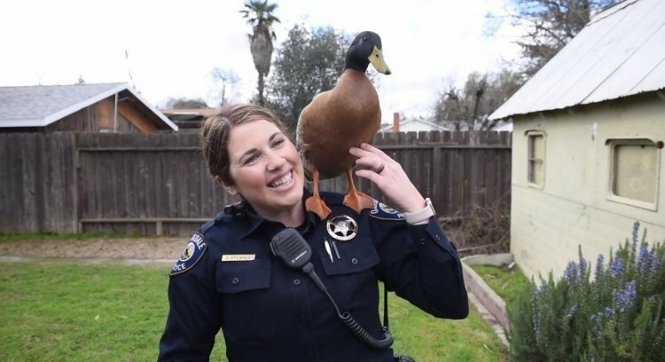 A pet duck leads police to a missing womans body in North Carolina