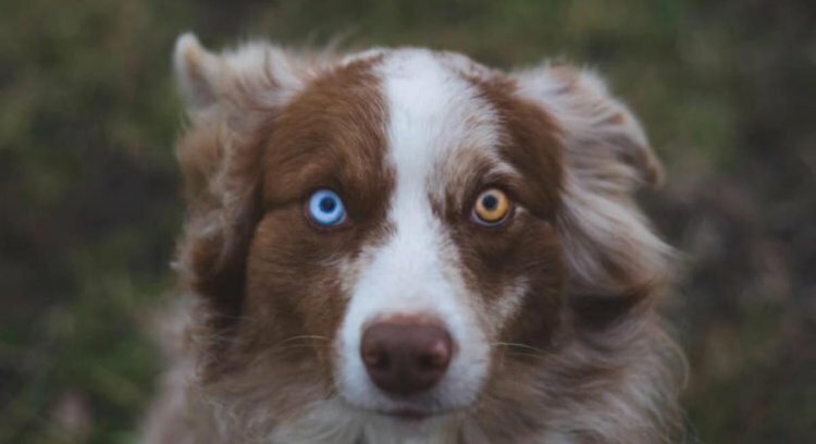 Dog Sees Family Member Spirit Who Passed in Video That's Hard to Deny