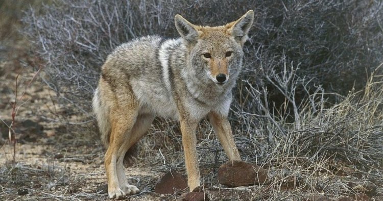 Horrible Moment! California Youngster Viciously Mauled By Bloodthirsty Coyote On Huntington Beach
