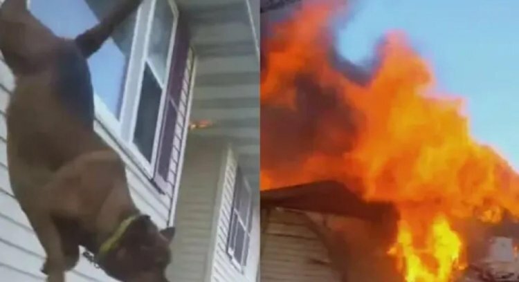A dog jumps out of the window to protect himself from the Pennsylvania house fire 