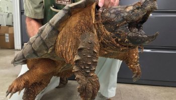 East Texas Resident Hooked A Giant Alligator Snapping Turtle And Put It Back!