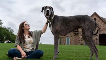 The tallest male dog in the world is a Texas Great Dane named Zeus