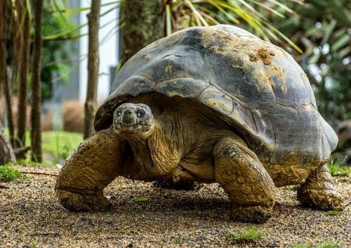 Animals on Earth with the most extended lifespan