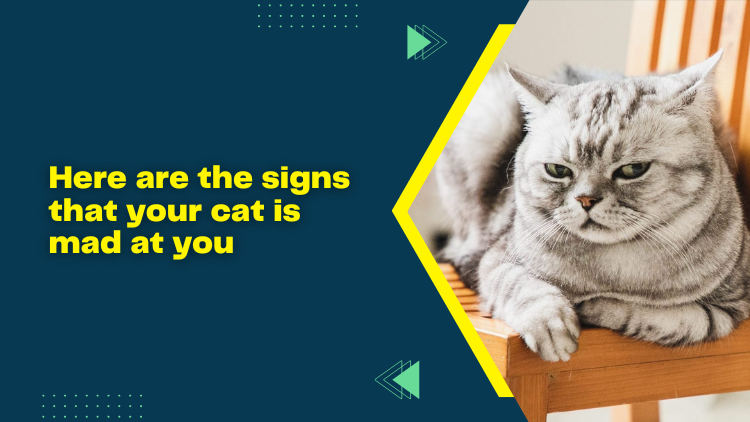 here-are-the-signs-that-your-cat-is-mad-at-you