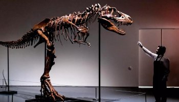 First-Ever Auction of a Gorgosaurus Skeleton, Dating Back 77 Million Years