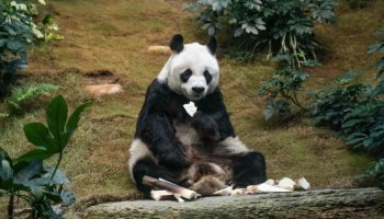 World's Oldest Ever Male Giant Panda Euthanize After Health Problems