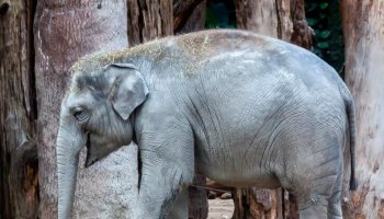 Dreaded Herpes Virus Claims Third Elephant At Zurich Zoo In Switzerland