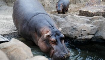 The World Famous Hippo Fiona Finally Welcomes New Sibling As Mom Gives Birth to Second Hippo