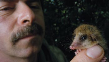 Patagonia: Life on the Edge of the world! A living fossil from the past!