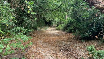 Extreme heat! River Thames in London dried up with drought!
