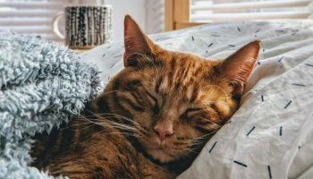 A History of International Cat Day August 8- 2022, Date, and Importance