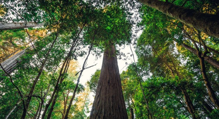 Hyperion, The World Tallest Tree, Faces 5000 Dollars Fines - FactsWOW