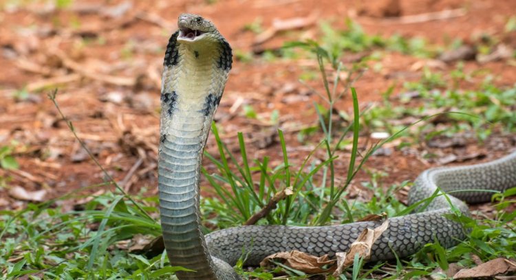 The World's Most Venomous Snakes - Factswow