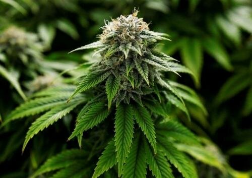 Schemes to control the usage of the drug