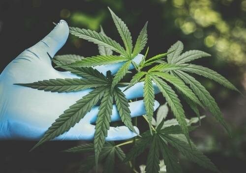 Law to use the recreated cannabis