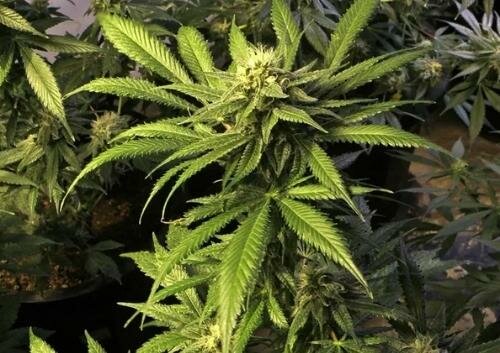 Lawmakers are waiting for the election