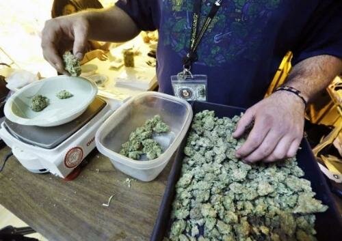 High support for the cannabis