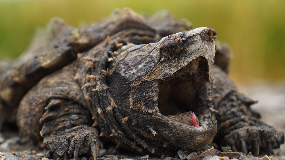 Giant Alligator Snapping Turtle:
