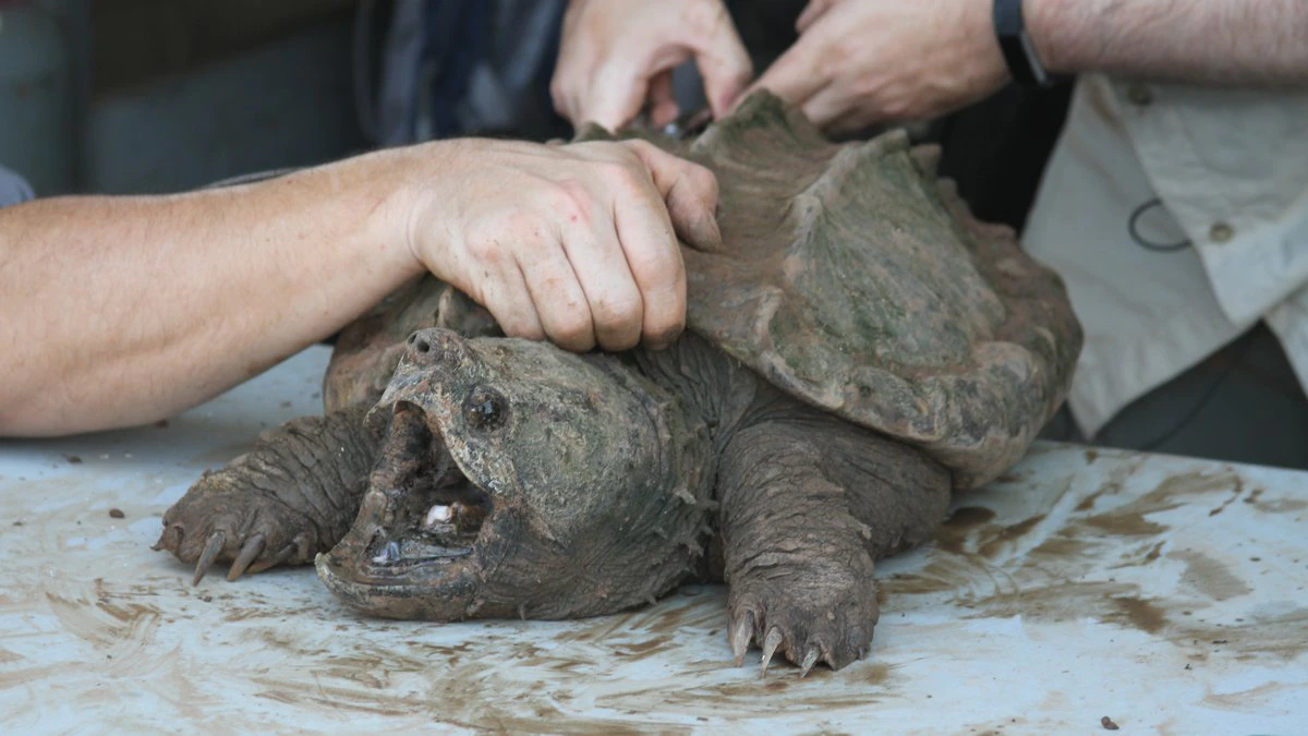 The beast was set free: