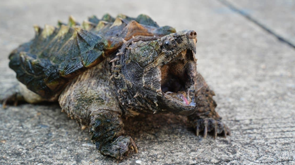 Native to freshwater lakes: