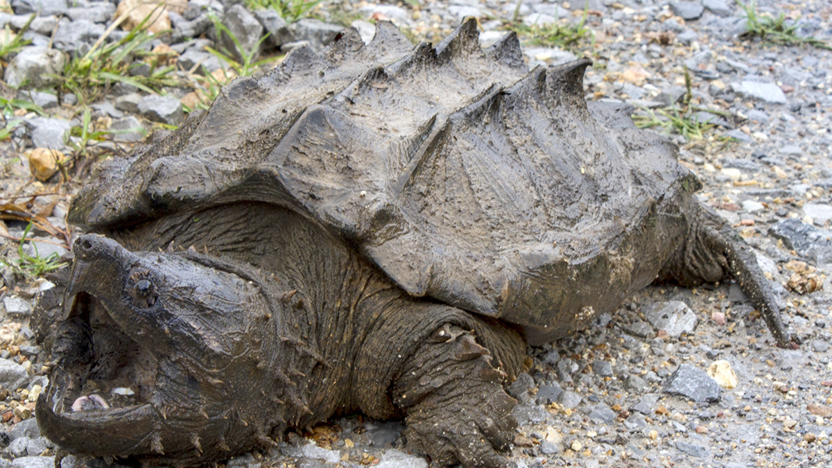 Declining population: