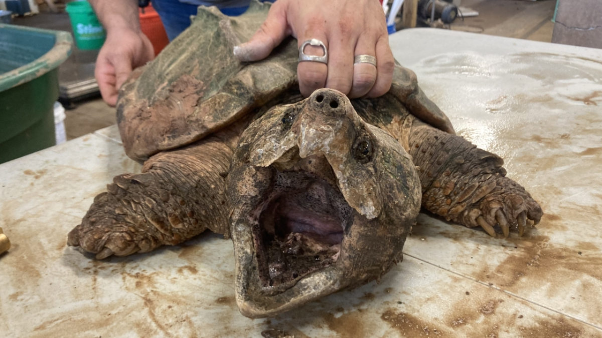 Endangered Species Act: